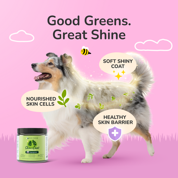 Healthy Skin & Coat
