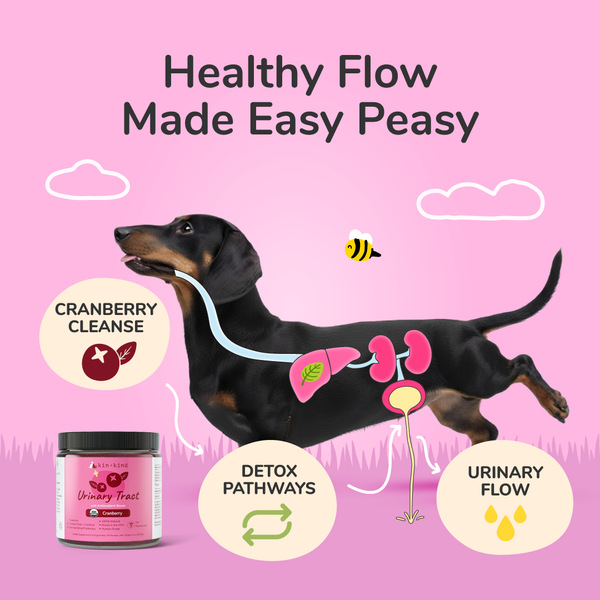 Urinary Tract Supplement (Healthy Immunity)
