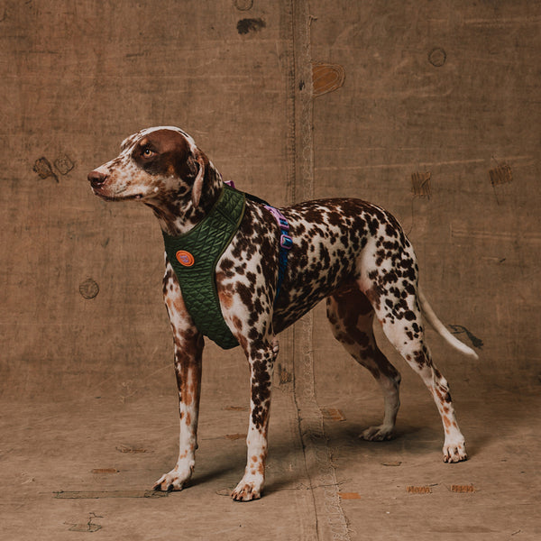 Trekk Adjustable Air Mesh Harness