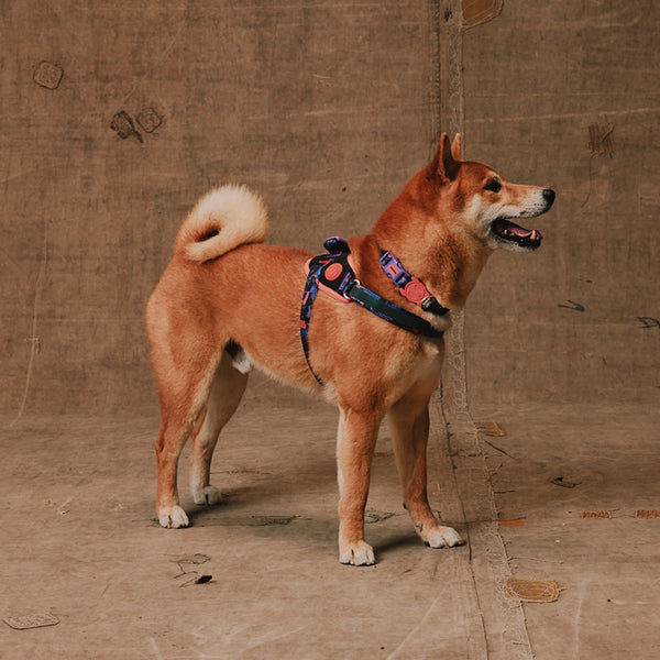 Court Flyharness