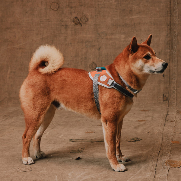 Suede Flyharness