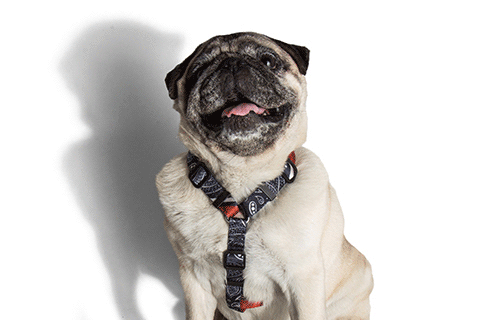 Paisley H-Harness