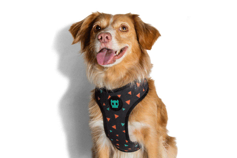Triangles Air Mesh Plus Harness